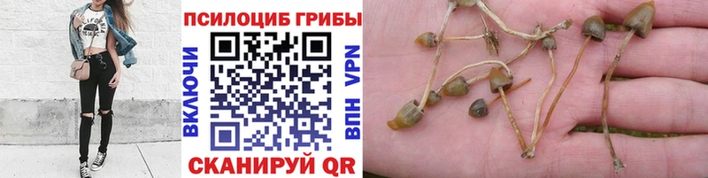 Псилоцибиновые грибы прущие грибы наркошоп мега зеркало Химки